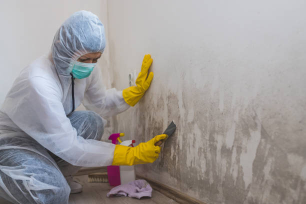 Best Basement Mold Remediation in Austin, MN